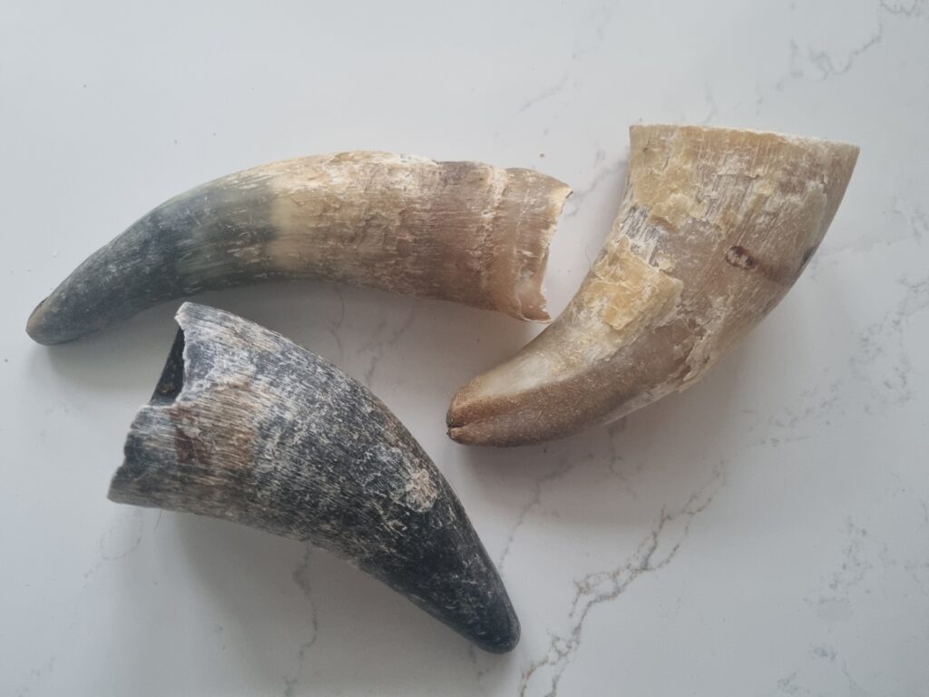 Oksehorn mini 65-100 g