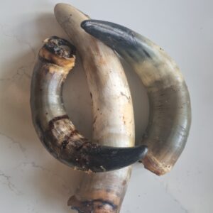 Oksehorn XL, 400-550 g.